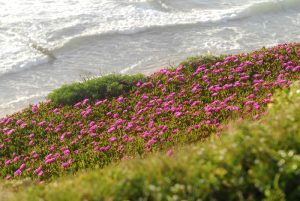 Ericeira_20Abril 022