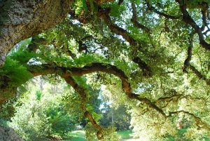 Seteais_Monserrate 106