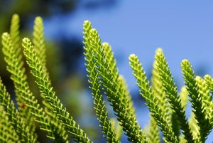 Seteais_Monserrate 162