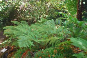 Seteais_Monserrate 229