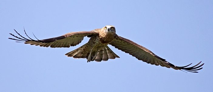 Águia cobreira. Fotografia de Jorge Meneses