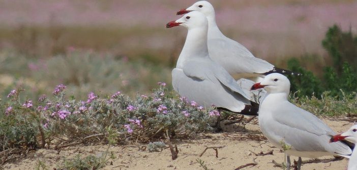 LIFE Ilhas Barreira deixa legado duradouro na proteção da Ria Formosa