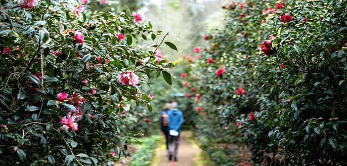 Parque Terra Nostra celebra o Florescer das Camélias com experiências sensoriais únicas