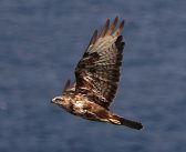 SPEA: 20 anos a contar milhafres/mantas nos Açores e na Madeira