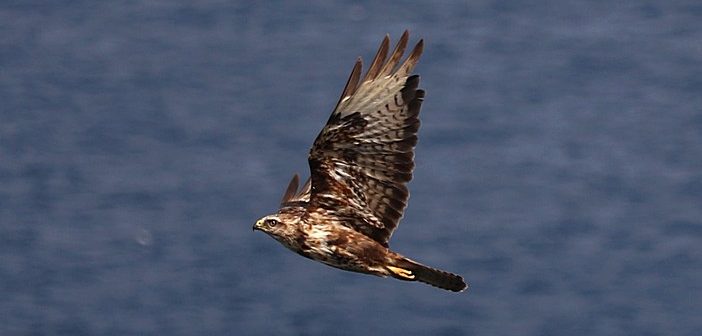 SPEA: 20 anos a contar milhafres/mantas nos Açores e na Madeira