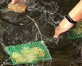 Saúde dos rios em Portugal