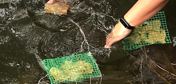 Saúde dos rios em Portugal