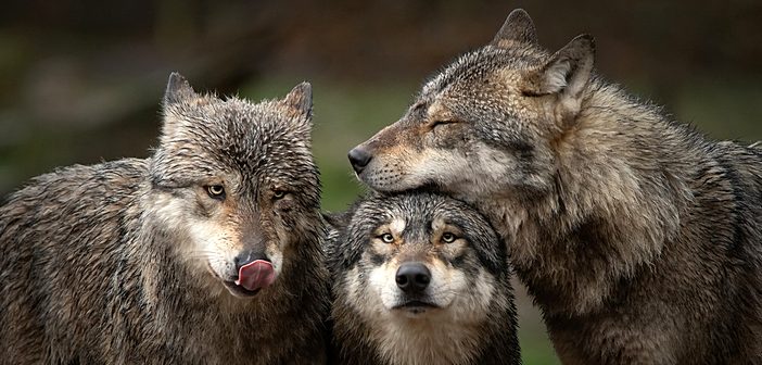 O Lobo Ibérico: protegido em Portugal, sujeito à caça em Espanha